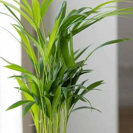 śródmieście Bonifraterska By Renters Warszawa