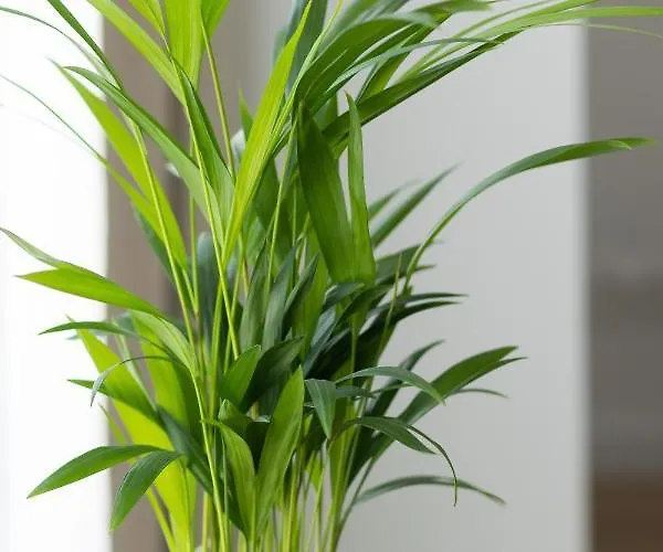 Srodmiescie Bonifraterska By Renters Warsaw